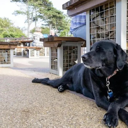 Newquay Bay Sandy Toes - Pet Friendly *